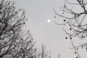 The sun amongst the grey skies