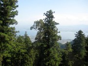 Up amongst the trees