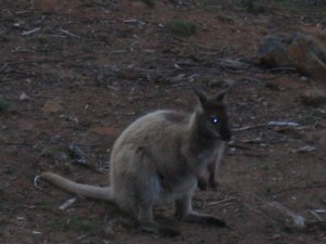 Wallaby right outside our window