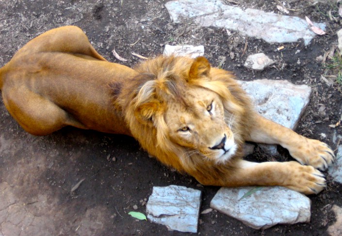 A lion relaxing as we took his photo at Mogo Zoo (on the south coast of NSW, Australia)