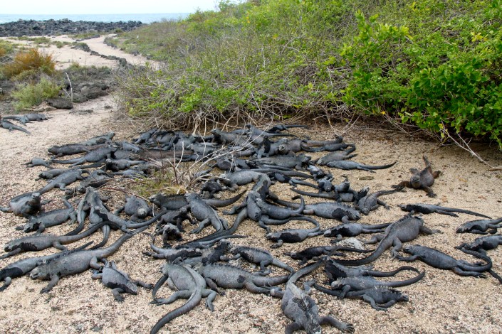A community of marine iguanas on the Galapagos Islands
