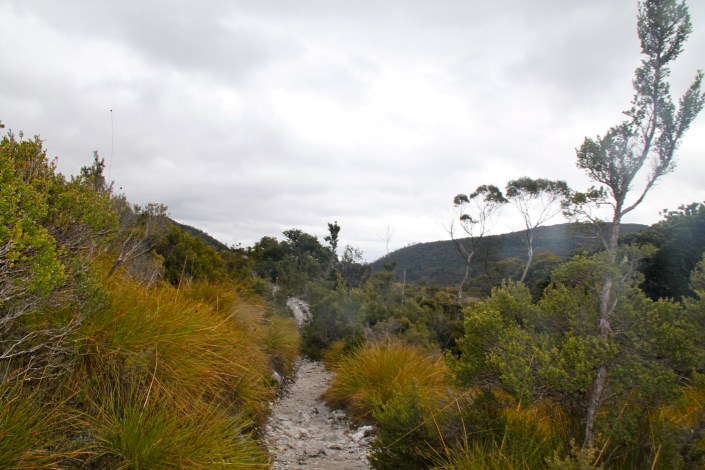 Narrow path where we walked carrying the pram with the sleeping infant and the esky.