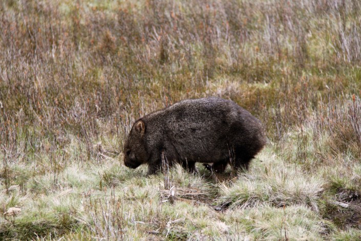 Wombat 1 of 7 