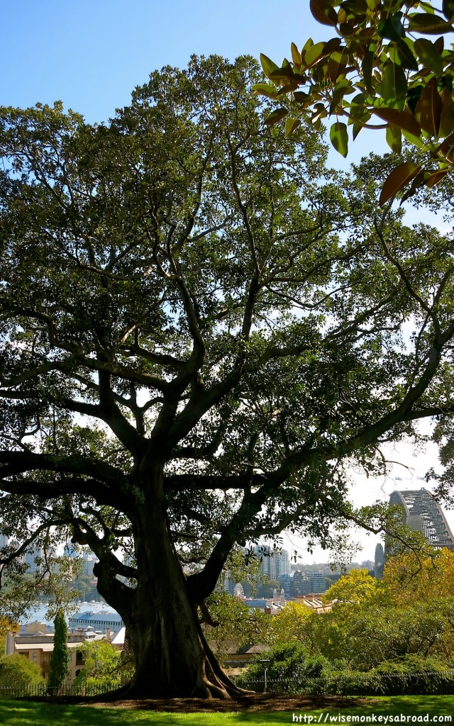 Iconic Moreton Bay Fig trees on Observatory Hill with the Harbour Bridge just peaking through