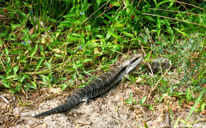 Mr Blue-Tongue himself