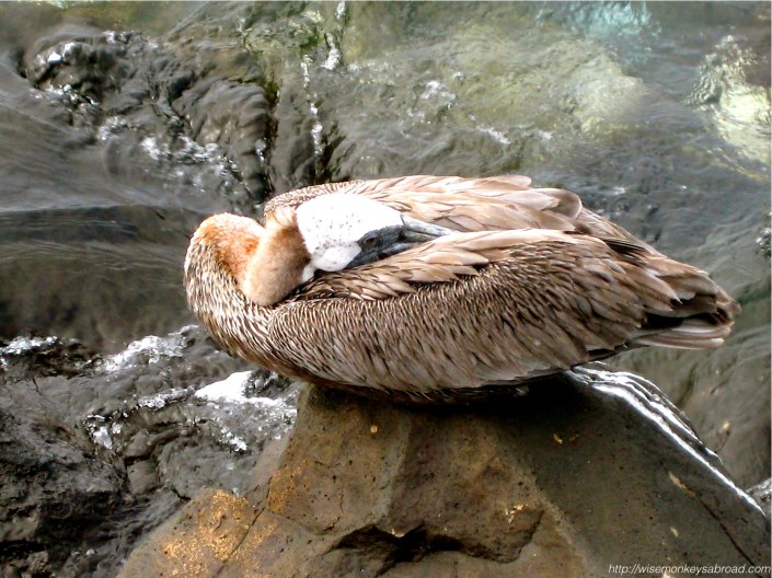 Pelican
