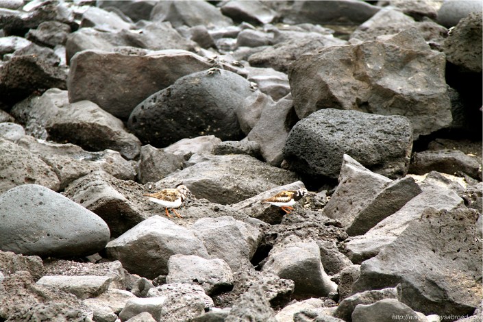 Ruddy Turnstone