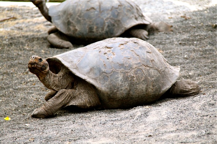 Tortoise4